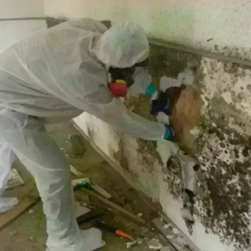 Mold Remediation and Removal in Sweet Springs, MO